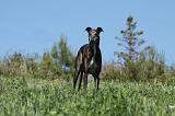 GREYHOUND 014